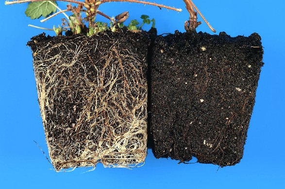 Damage caused by root rot