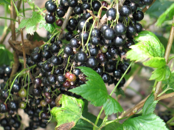 New blackcurrant