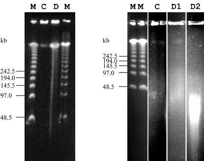 Figure 3. Restriction enzyme digests (HindIII) of raspberry HMW-DNA (left) and blackcurrant HMW-DNA (right)