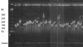 Figure 4. Sizing of 32 randomly selected BAC clones by NotI restriction enzyme digest