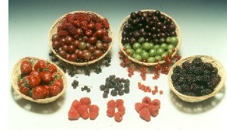 Berry fruit