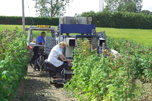Raspberry harvester in breeding plots at The James Hutton Institute