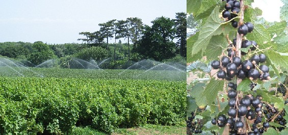 Blackcurrant cultivation