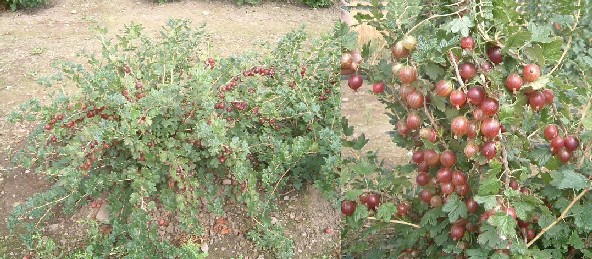 Gooseberry selection 9223-1