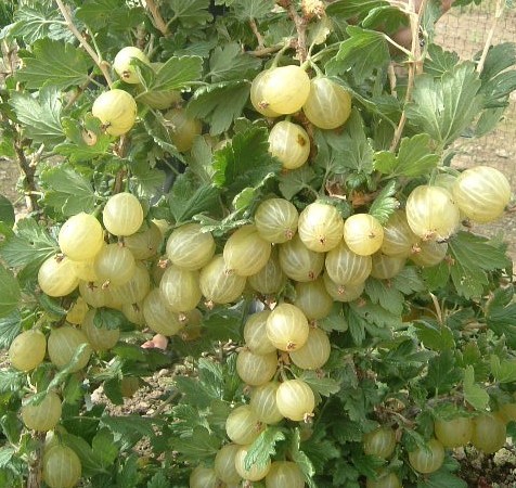 Gooseberry selection 9223-2