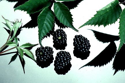 Blackberry varieties - Loch Ness