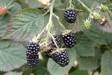 Blackberry varieties - Loch Tay