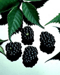 New varieties - Blackberry