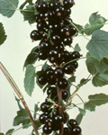 New varieties - Blackcurrants