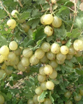 New varieties - Gooseberries