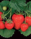 New varieties - Strawberry