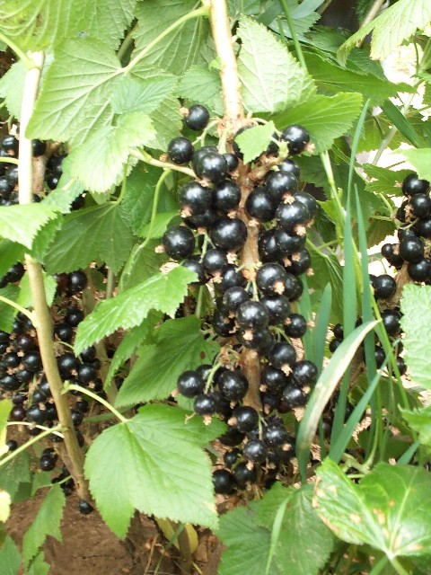 Blackcurrant selection 8872-1