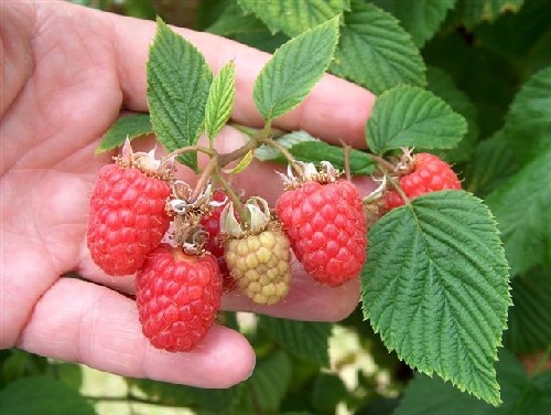 Raspberry selection 9059D-2