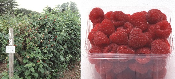 Raspberry selection 9062E-1