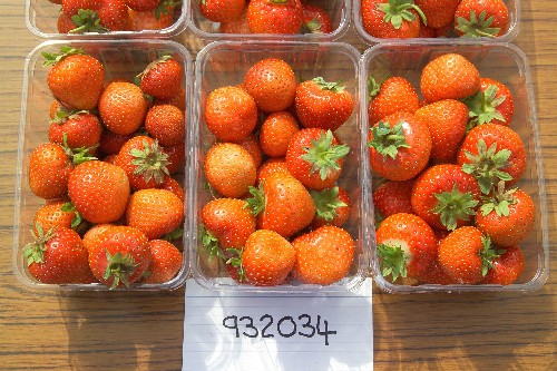 Strawberry selection 932034