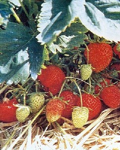 Strawberry varieties - Rhapsody