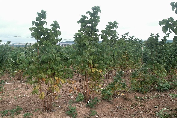 A progeny resulting