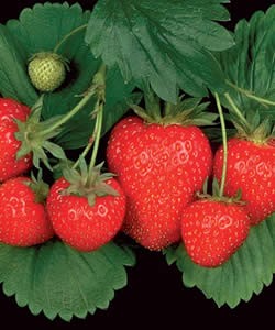 Strawberry varieties - Symphony