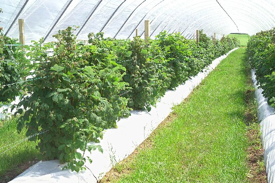 Breeding selections in tunnels at The James Hutton Institute